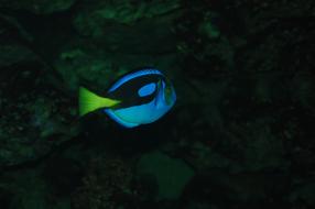 Neon Blue Fish