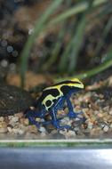 poisonous frog on the lake on a blurred background