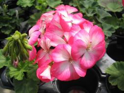 white pink Geranium inflorescence