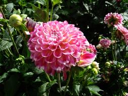 Dahlia in Summer Garden