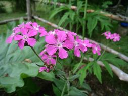 Flowers Purple Summer