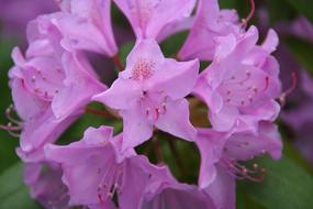 purple azalea Flowers, macro