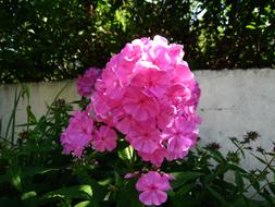 Close-up of the beautiful, pink flowers with green leaves, in sunlight