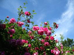 Pink Roses at Blue Sky