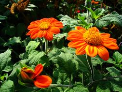 goodly Flower Zinnia Orange