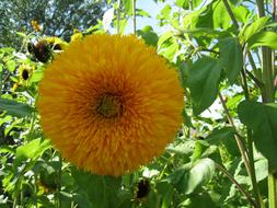 Yellow Sunflower Teddybear in garden