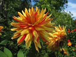 Dahlia Two-Tone Summer