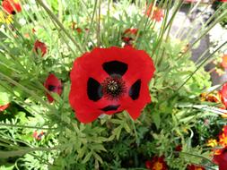 goodly Poppy Red