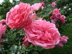 Double Pink Roses at garden