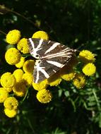 goodly Butterfly and yellow Flower