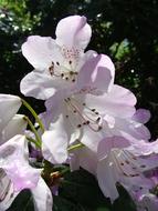 Rhododendron in the sun close up