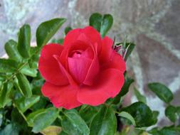 goodly Rosa