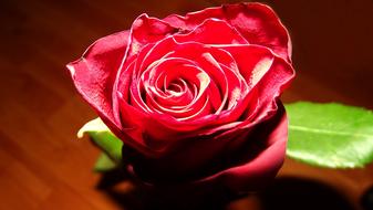 pink red rose close up in blurred background