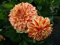 Two Tone orange Dahlia Flowers