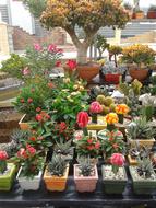 Cactuses Exhibition