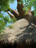 baobab tree with green leaves