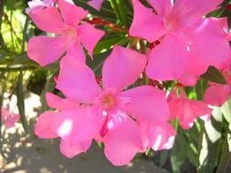 ravishing pink Garden Flowers