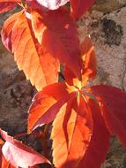 Red Autumn Leaves Close Up Photo