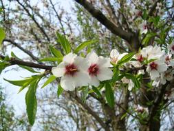 Almond Flower white green