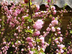 ornamental almond blooming at building