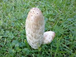 Close-up of mushrooms among the green grass in the garden