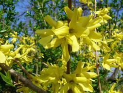 extraordinarily beautiful Flower Yellow Garden