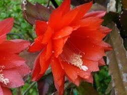 Red Flower of climbing cacti, Epiphyllum, close up