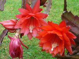 extraordinarily beautiful Red Flower Garden