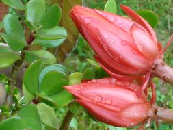 closeup photo of Red Epiphyllum Flower buds of climbing cacti