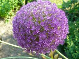 goodly Garden Flower Purple