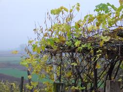 Grape Arbor In Autumn