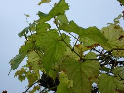 Close-up of the beautiful and colorful grape foliage in the autumn, under the blue sky