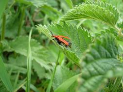 Green Foliage red Beetle