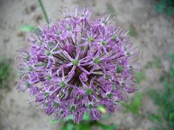 ravishing Purple