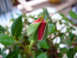 Red Rose Flower Buds