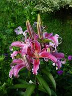 perfect Purple Pink Flower