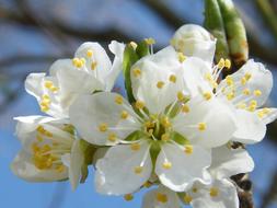 closeup photo of absolutely beautiful white Apple Blossom