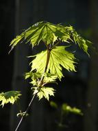 Leaf Spring at Light