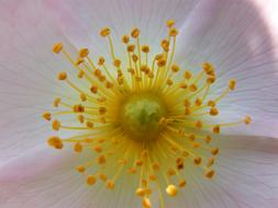 ravishing Light Blossom