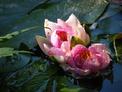 impressively beautiful Water Lily