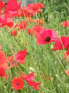 Close-up of the beautiful, red poppy flowers among the other plants