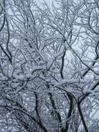 Snowy Wood Branches