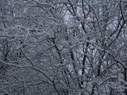 white Snowy Wood Branches