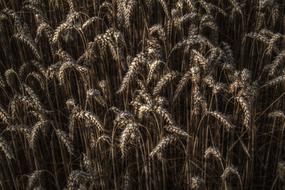 dry wheat on the field close-up