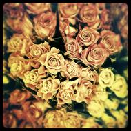 dry Roses Flowers