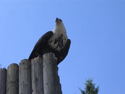 Beautiful Golden Eagle on the construction, near the green tree, under the blue sky, in Hellenthal, Germany