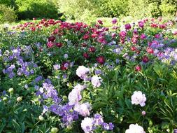 Flowers Field Of