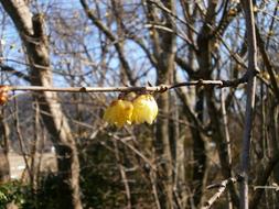 Plum Robin Flowers on branch