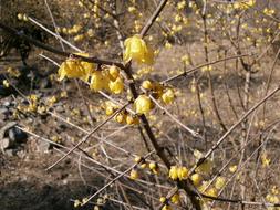 Close-up of the beautiful plants with yellow plum flowers