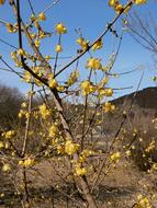 yellow flowers on the tree in the countryside